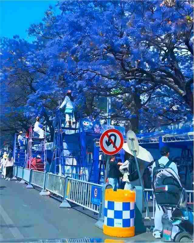  【深度】西昌蓝花楹商业化困局：一场关于公共空间与经济利益的博弈分析 文化旅游 【深度】西昌蓝花楹商业化困局：一场关于公共空间与经济利益的博弈分析 文化旅游
