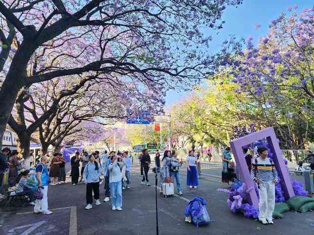  【深度】西昌蓝花楹商业化困局：一场关于公共空间与经济利益的博弈分析 文化旅游 【深度】西昌蓝花楹商业化困局：一场关于公共空间与经济利益的博弈分析 文化旅游